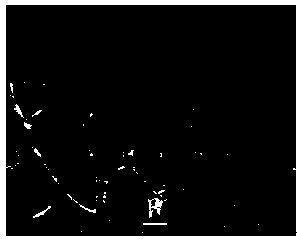 Vanadate nanofiber photocatalyst and preparation method thereof