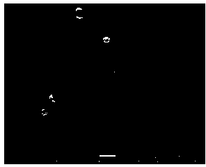 Vanadate nanofiber photocatalyst and preparation method thereof