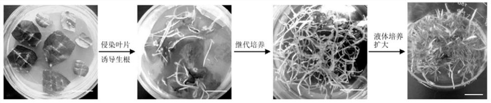 Application of peanut hairy root lines in improving peanut tolerance to low nitrogen and high salt