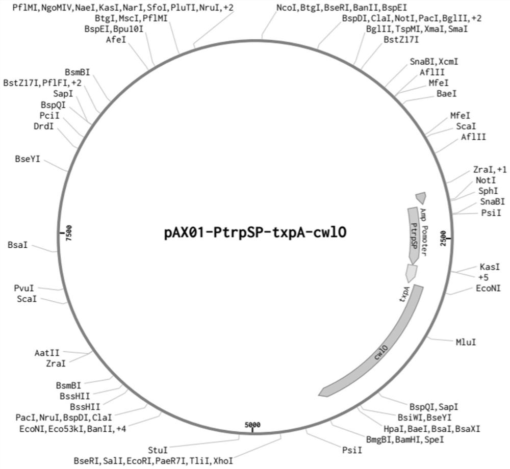 Recombinant bacillus subtilis natto with high yield of vitamin K2 as well as preparation method and application