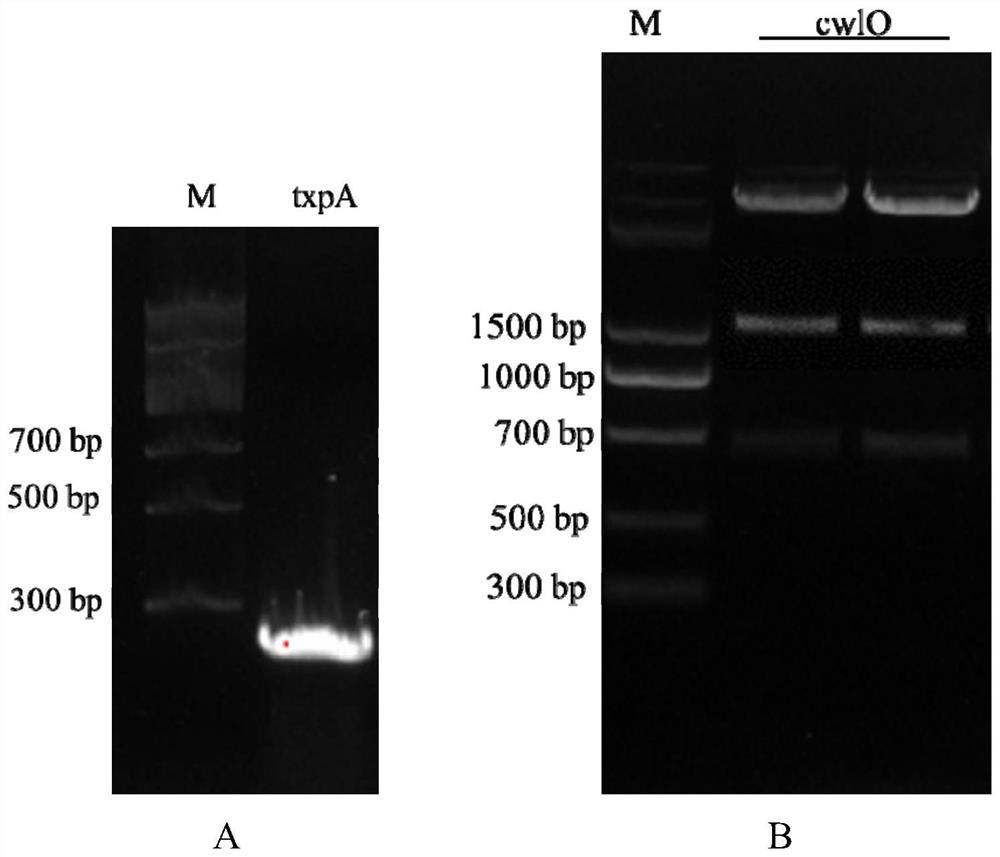 Recombinant bacillus subtilis natto with high yield of vitamin K2 as well as preparation method and application