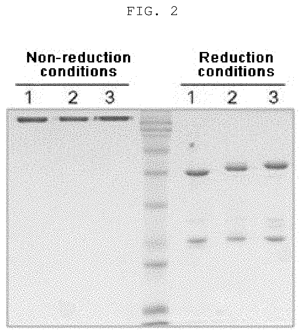 Pharmaceutical composition containing, as active ingredient, fusion protein in which tumor-penetrating peptide and antiangiogenesis agent are fused, for preventing and treating cancer or angiogenesis-related diseases