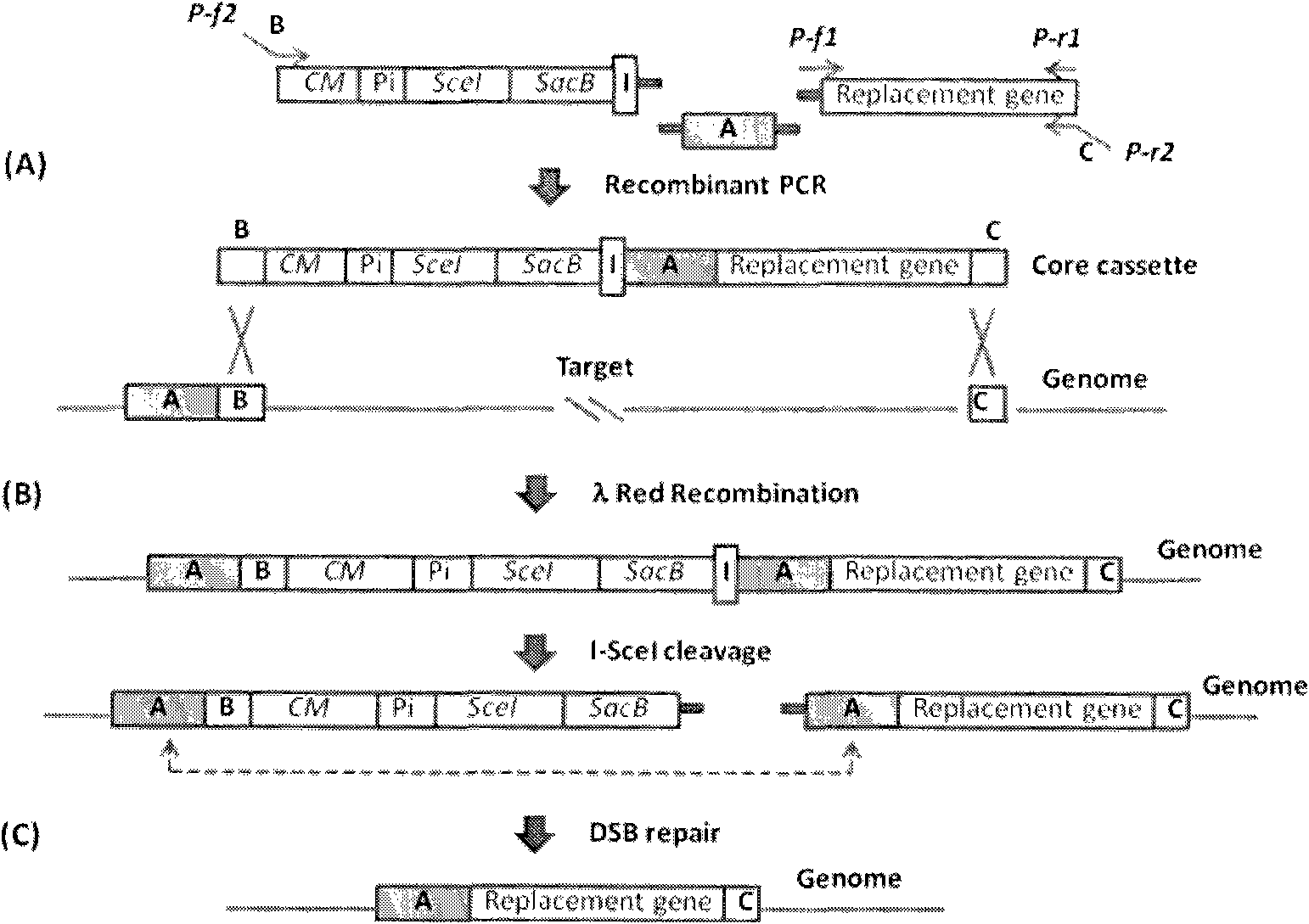 Traceless modification method of chromosome