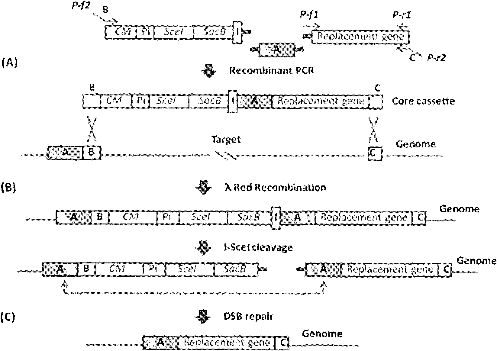 Traceless modification method of chromosome