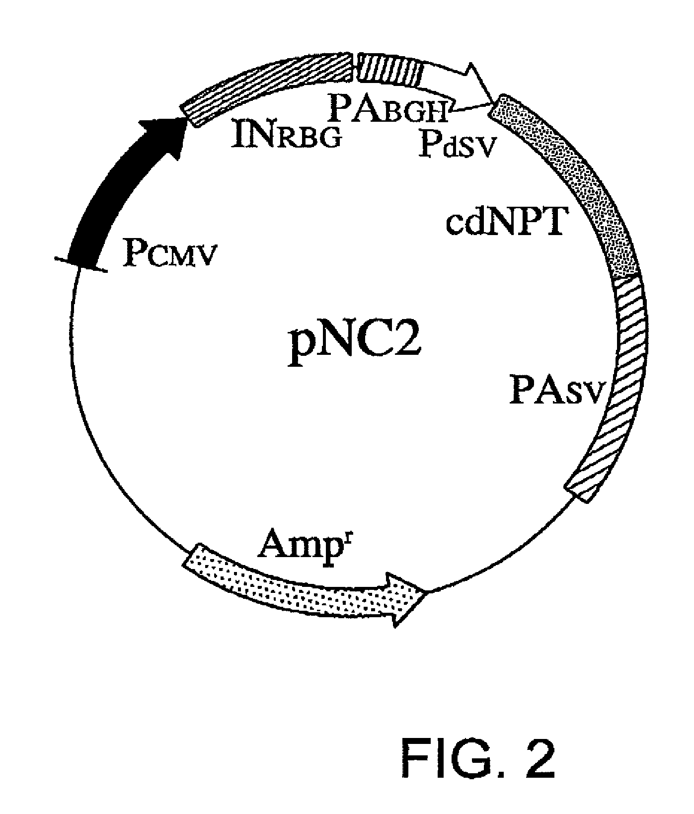 Expression vector for mass production of foreign gene-derived protein using animal cell and use thereof