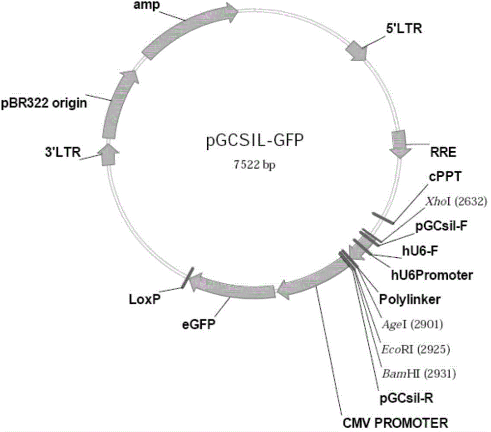 Application of human EIF3A gene and related drugs