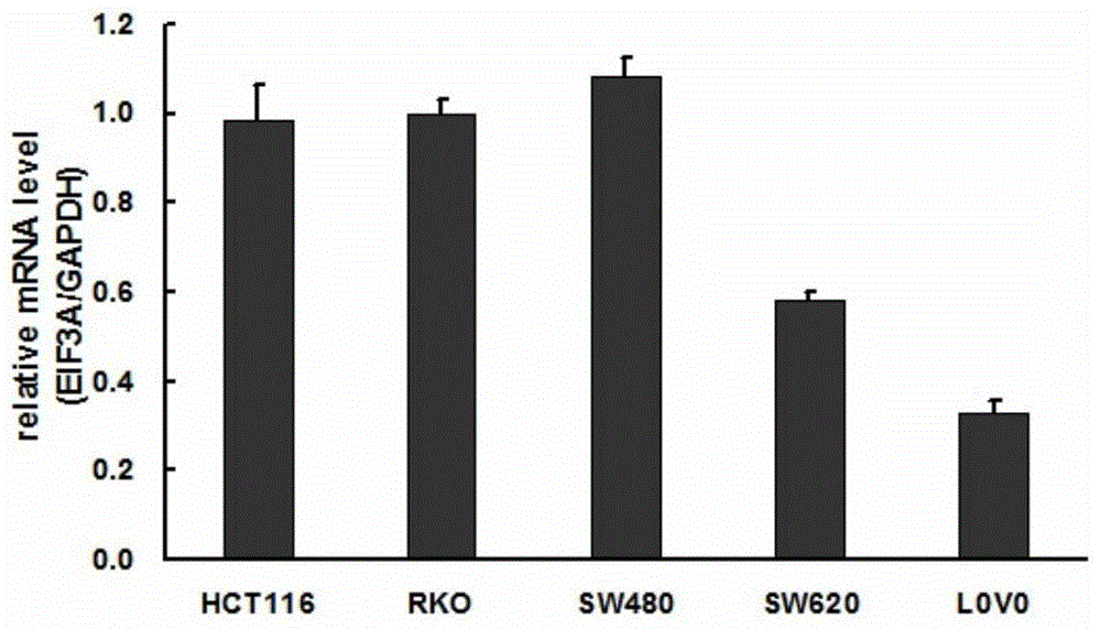 Application of human EIF3A gene and related drugs