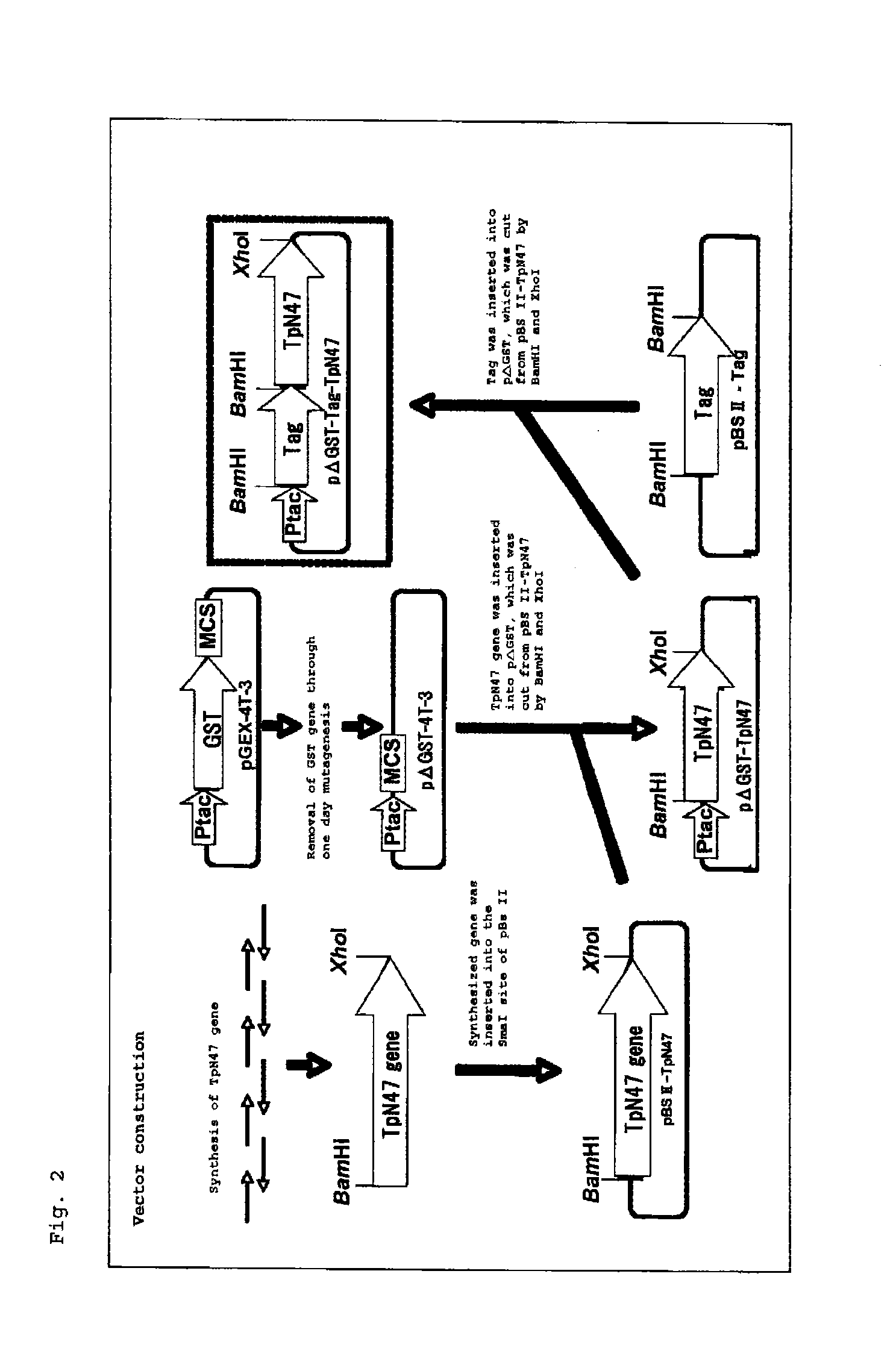 Reagent for assaying Anti-treponema pallidum antibody