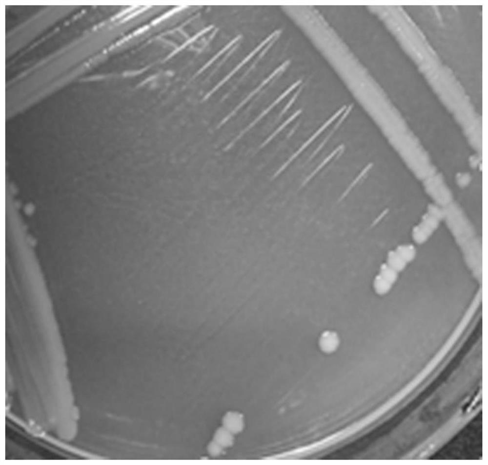 Method for reducing total mercury content in rice