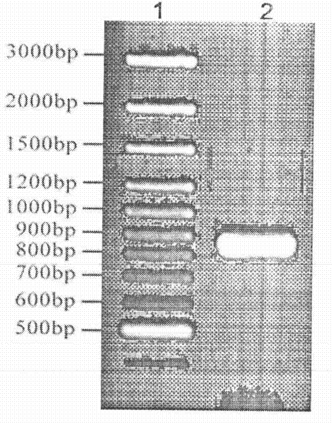 Applications of gene relating to pathogenic mechanism of xanthomonas campestris pathovar campestris