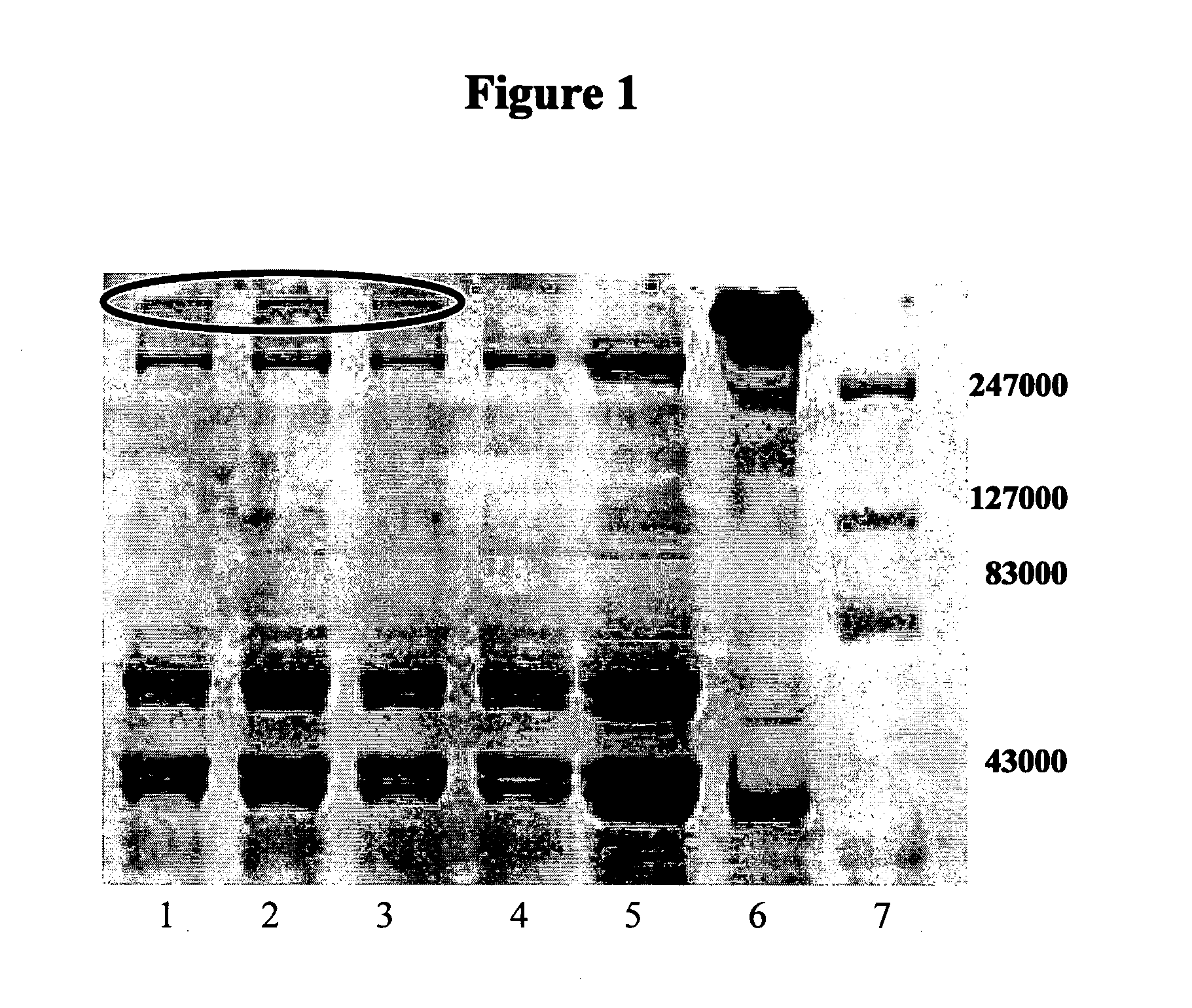 Water soluble reactive derivatives of carboxy polysaccharides and fibrinogen conjugates thereof