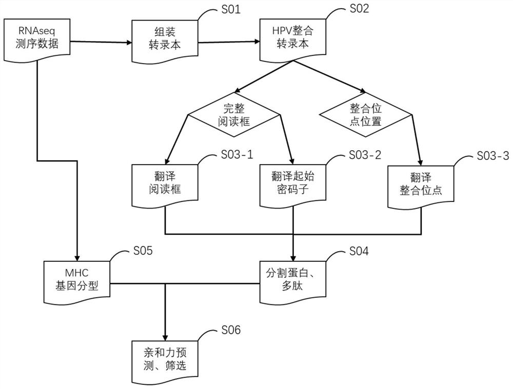 Tumor neoantigen prediction method based on HPV integration