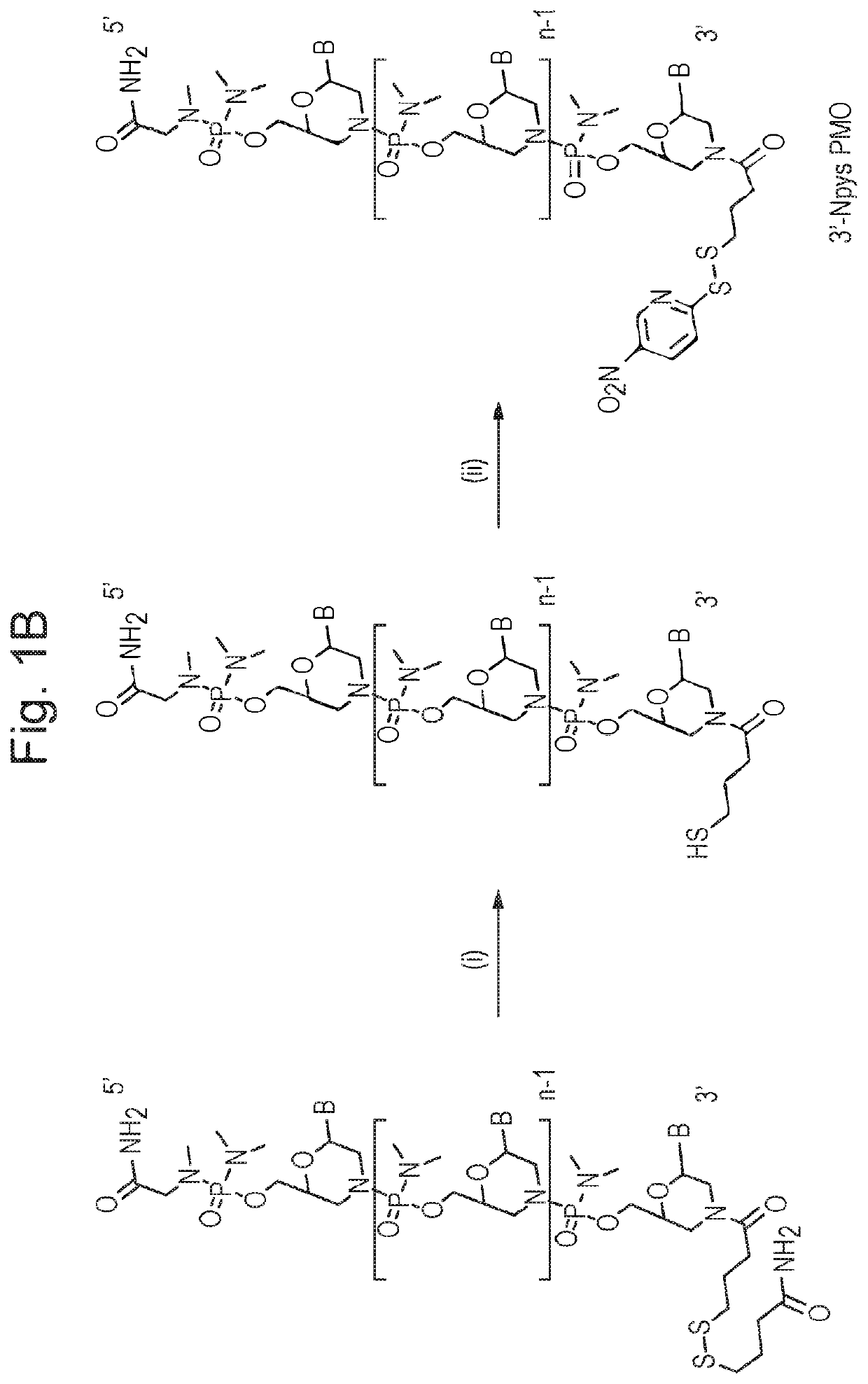 Cell penetrating molecule