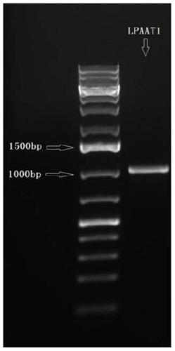 Chlamydomonas reinhardtii hemolytic phosphatidic acid acyltransferase and its gene and application