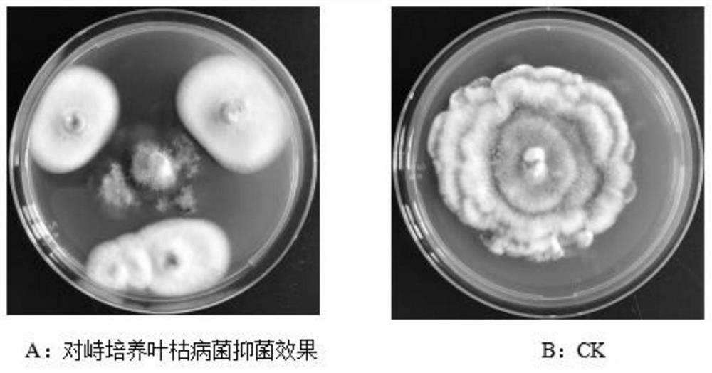 An antagonistic fungal strain for preventing and treating asarum leaf blight and its application