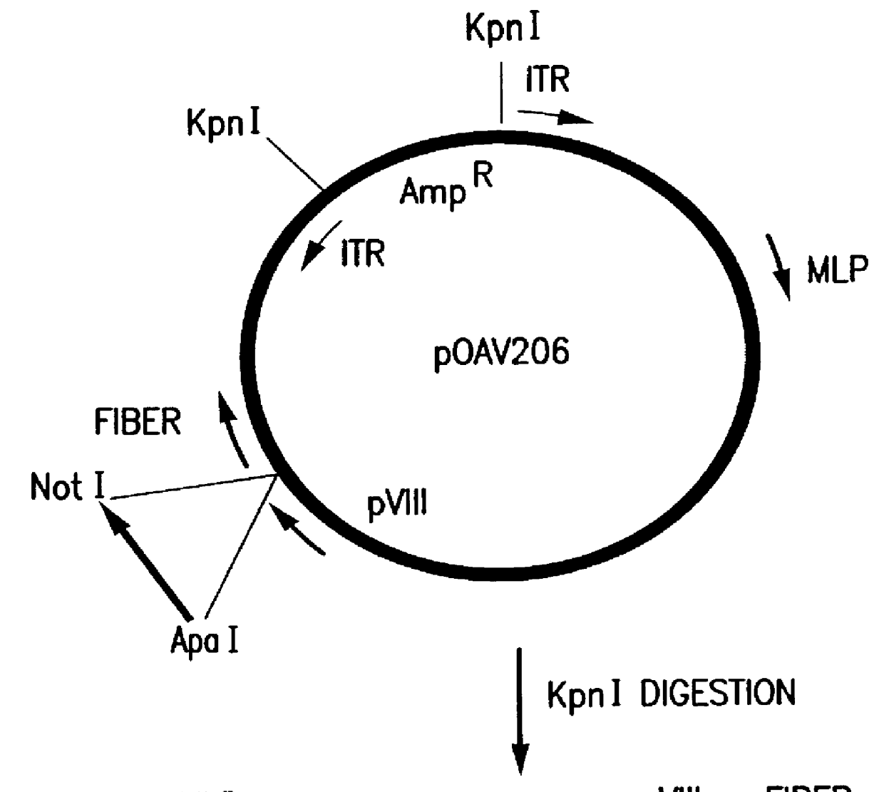 Nucleic acid delivery with ovine adenoviral vectors