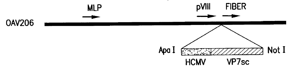 Nucleic acid delivery with ovine adenoviral vectors