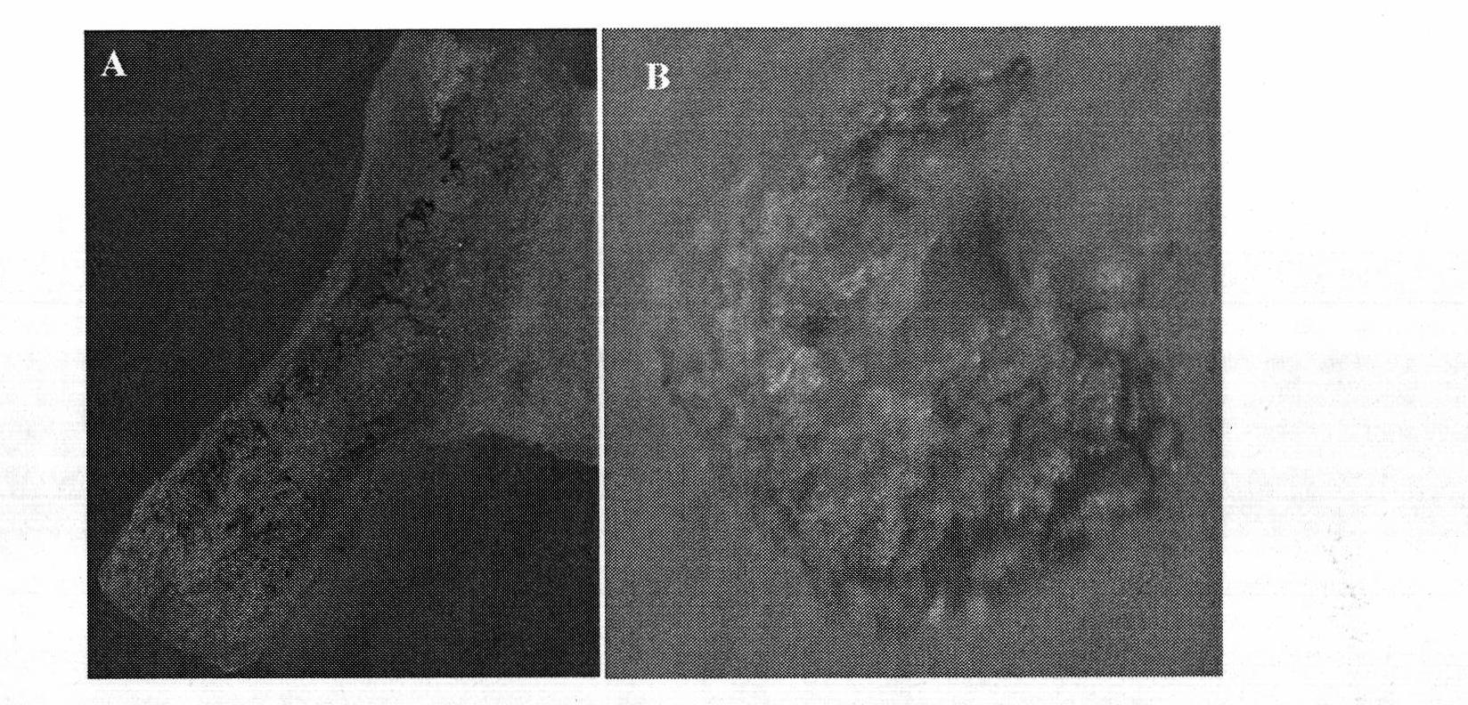 Identification of cotton fiber specificity promoter GhFLA1