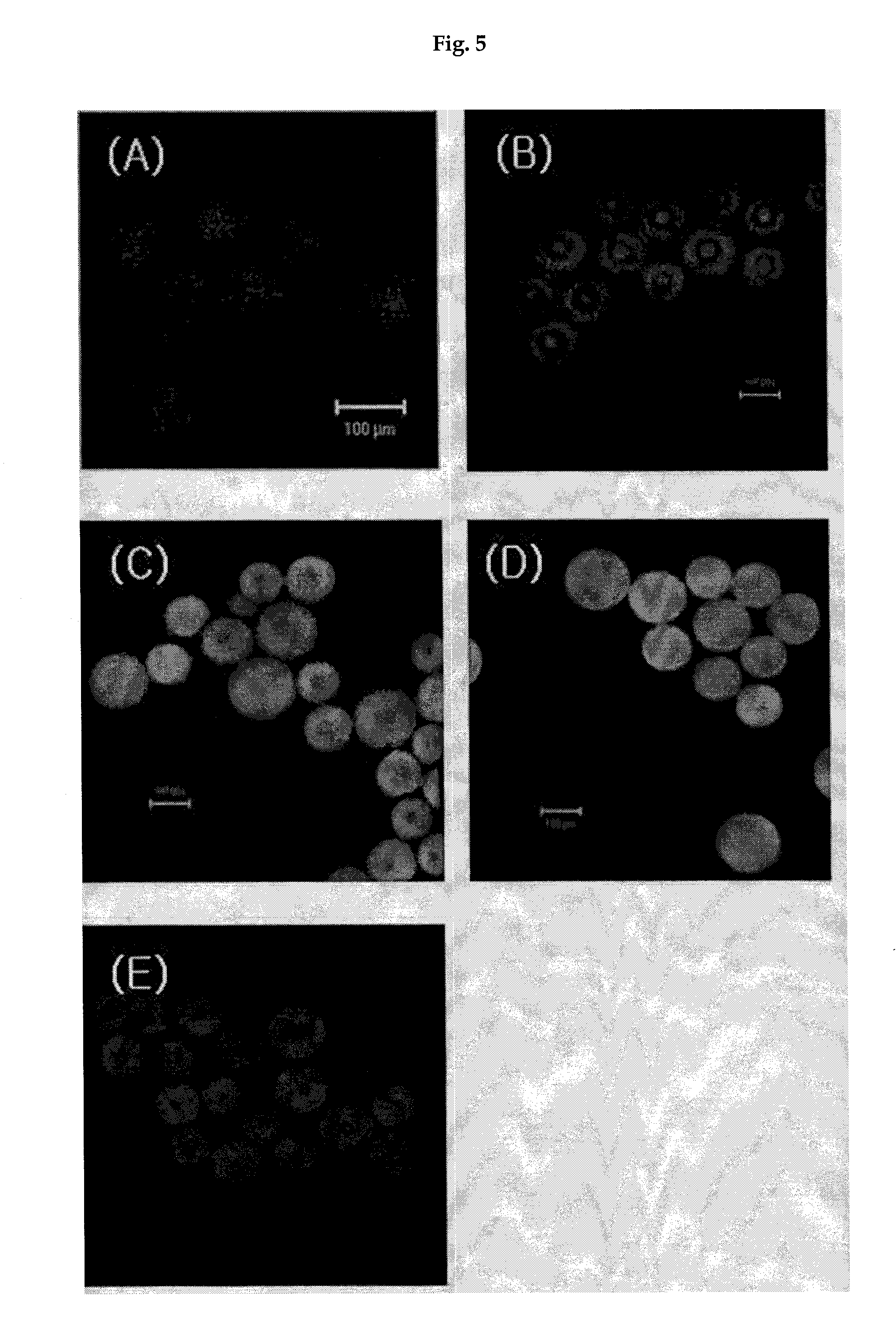 Seed-conjugated polymer support