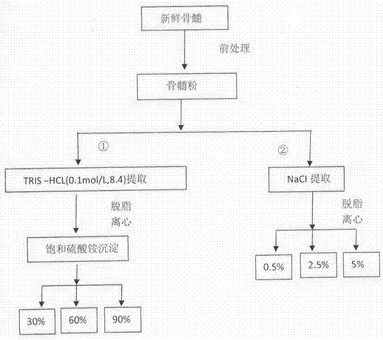 Preparation method and application of bone marrow protein