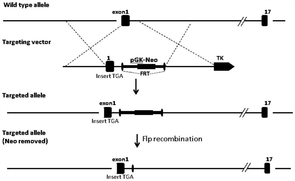 Heg1 gene point mutation mouse model as well as construction method and application thereof