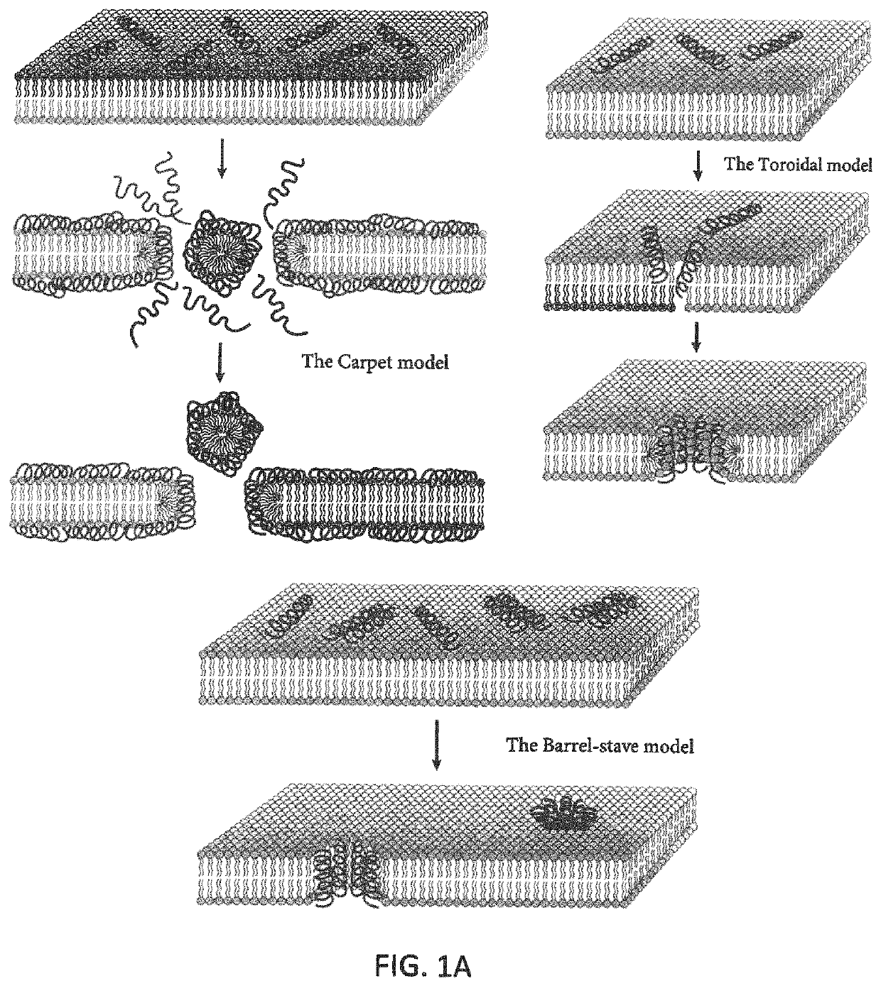 Compounds for inhibiting bacterial growth via phosphatidylglycerol binding