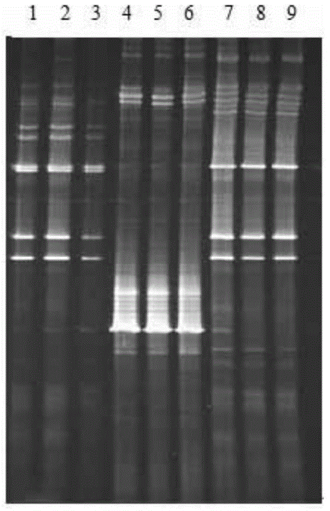 Method for extracting DNA of cyst parasites of heterodera glycines