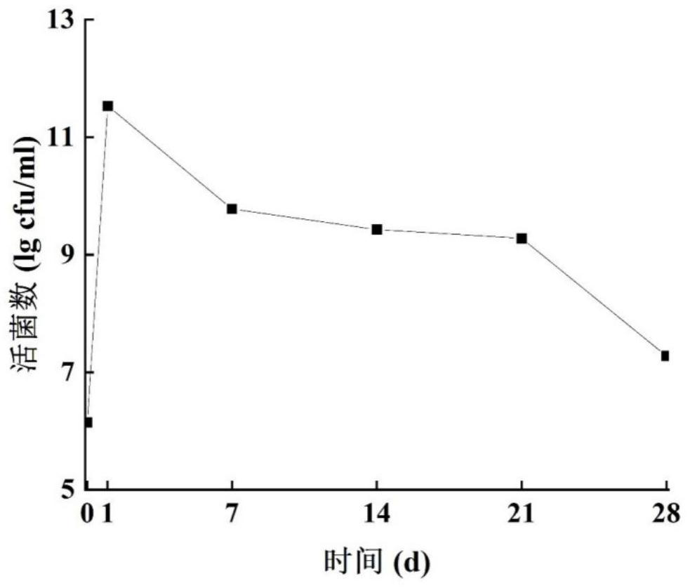 Yoghourt oil fermented by lactococcus lactis and preparation method thereof