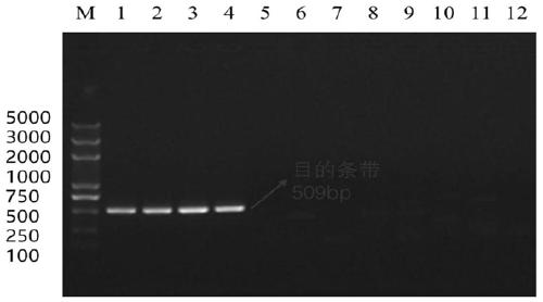 Specific PCR primers used for detecting mycoplasma capricolum subsp. capripneumoniae