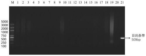 Specific PCR primers used for detecting mycoplasma capricolum subsp. capripneumoniae