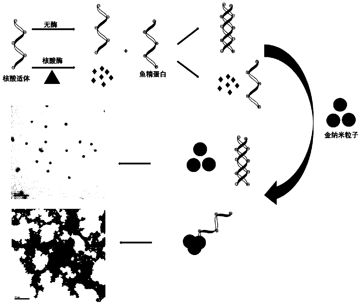 Nuclease detection method based on protamine assistance and kit