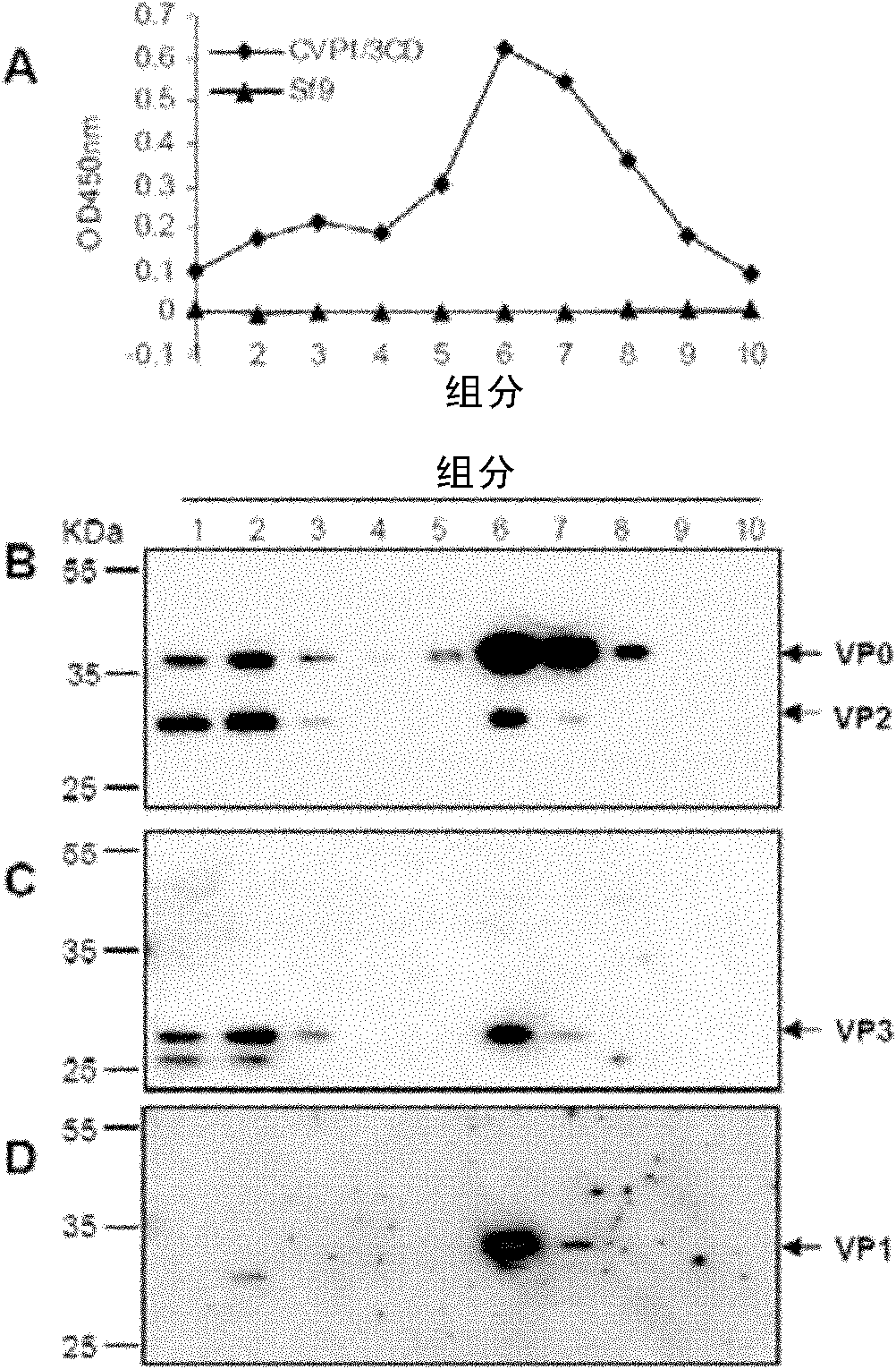 Coxsackie virus A16 type virus-like particle vaccine