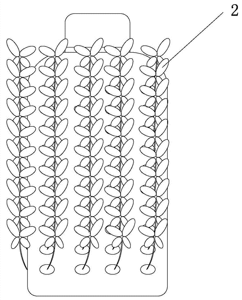 Method for planting anoectochilus roburghii