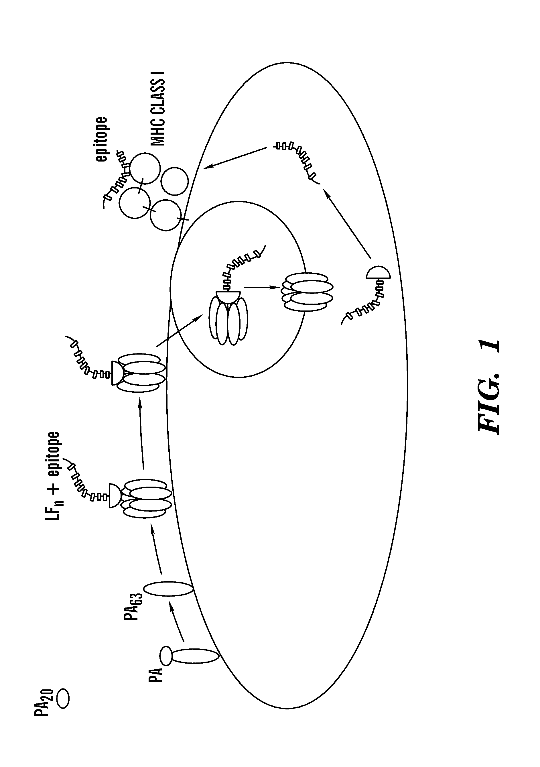 Methods and compositions for diagnostic assays for measuring cell mediated immune response