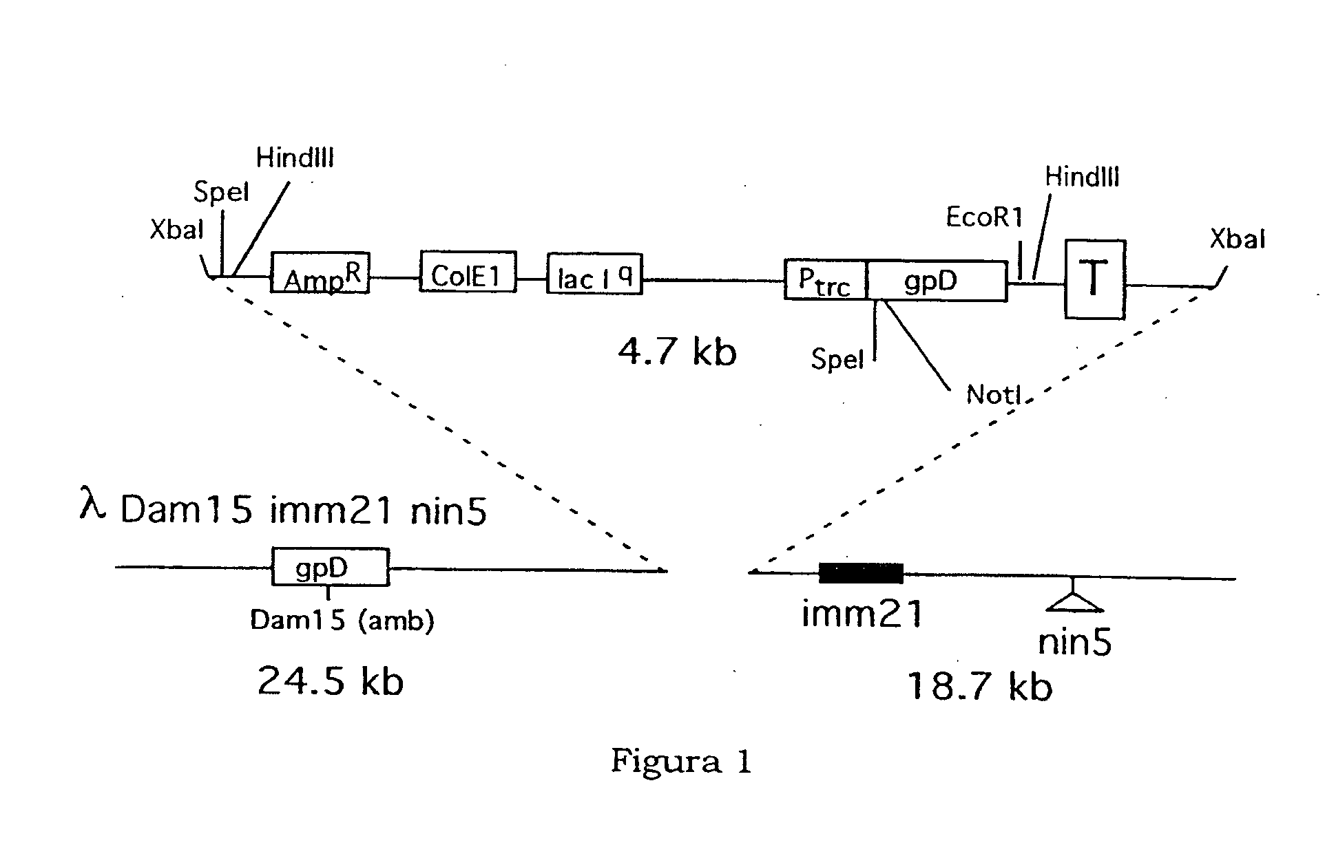 Identification of specific tumour antigens by means of the selection of cdna libraries with sera and the use of said antigens in diagnostic imaging techniques