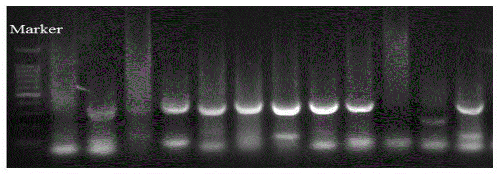 A broad-spectrum neutralizing molecule 1f2 against influenza virus