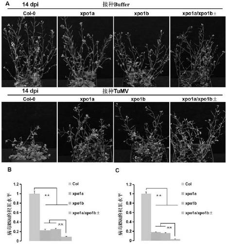 Cultivation and application methods of arabidopsis xpo1a/xpo1b+- double mutant