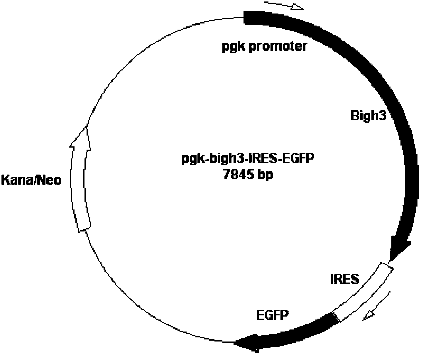 Application of BIGH3 in preparation of animal model with corneal dystrophy