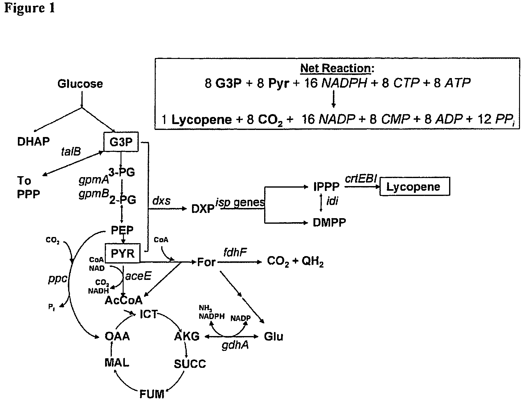 Gene targets for enhanced carotenoid production