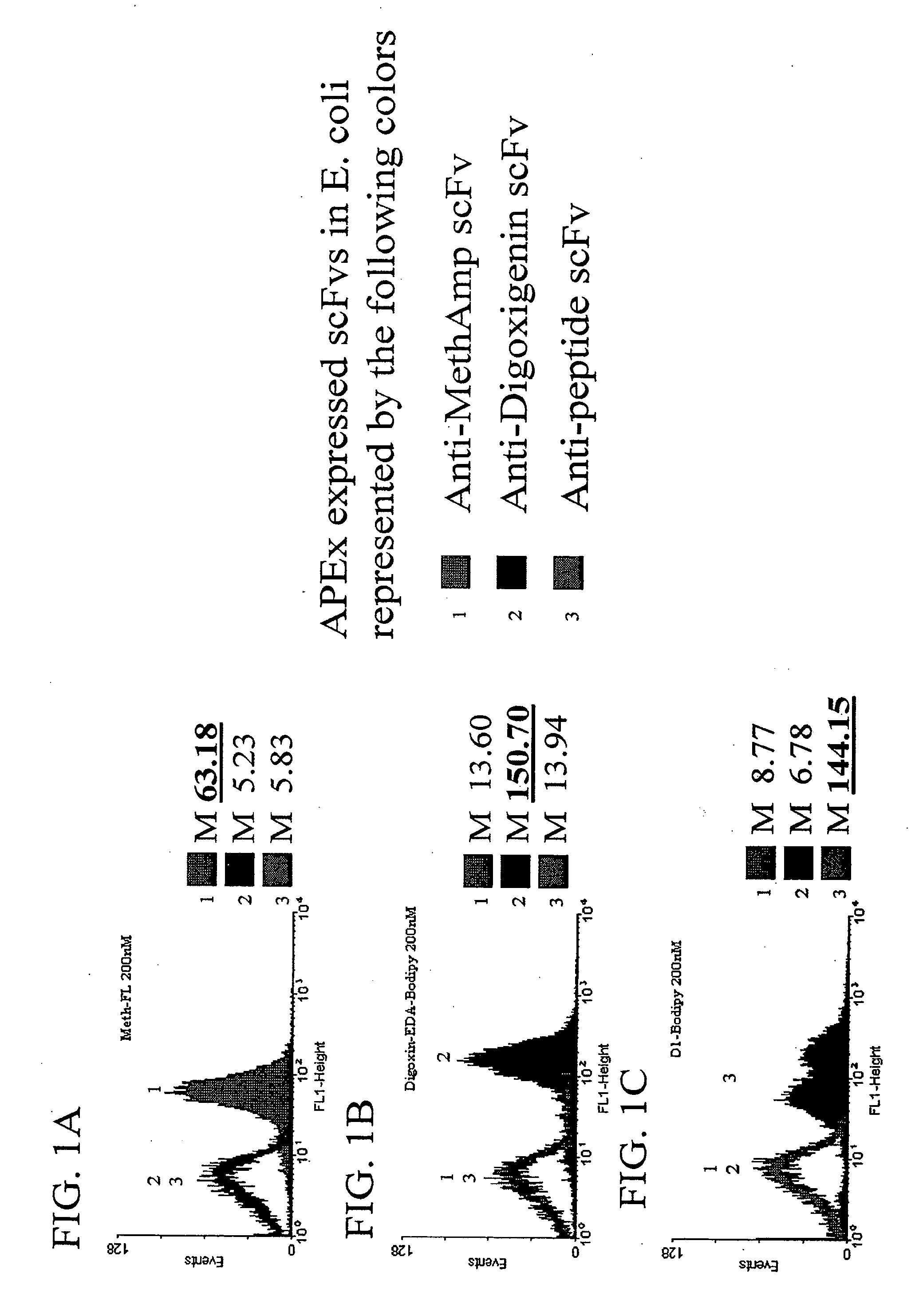 Combinatorial protein library screening by periplasmic expression