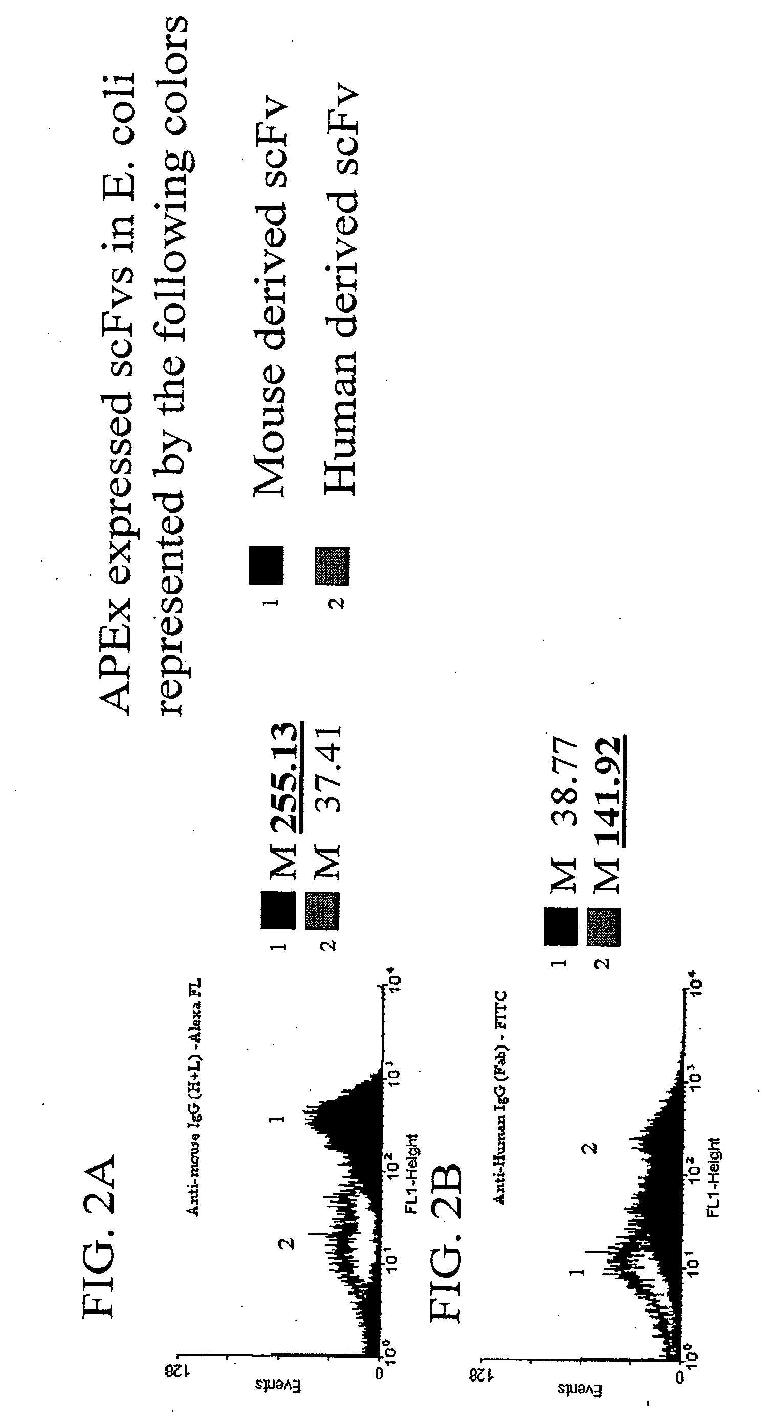 Combinatorial protein library screening by periplasmic expression