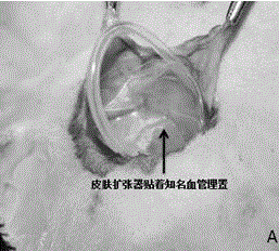 Method for cultivating vascularized bone flap