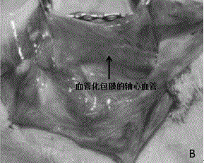 Method for cultivating vascularized bone flap