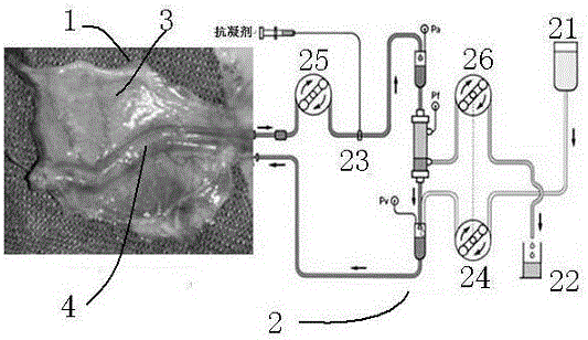 Method for cultivating vascularized bone flap