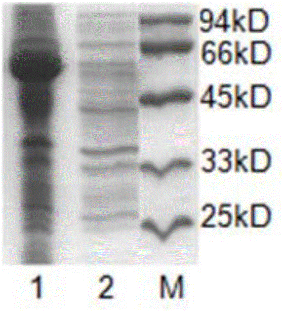 PVY single virus colloidal gold rapid test strip