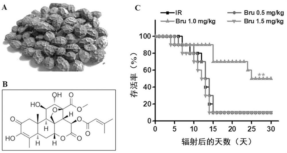 Application of brusatol in preparation of anti-radiation damage medicine