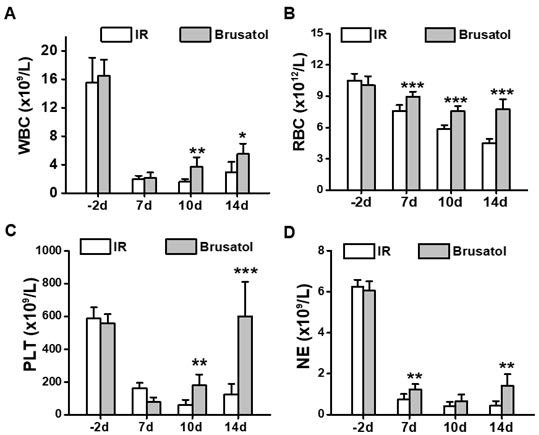 Application of brusatol in preparation of anti-radiation damage medicine