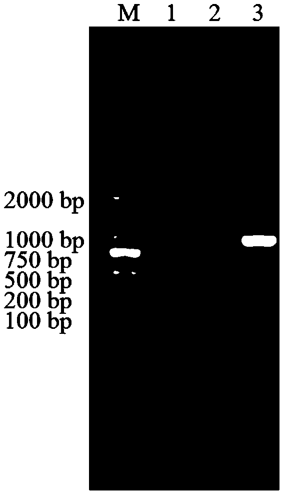 Catechol 2,3-dioxygenase gene and application thereof