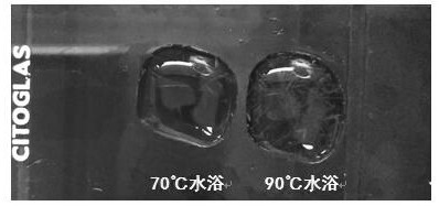 A staining method for observing collagen fibers by polarized light microscope