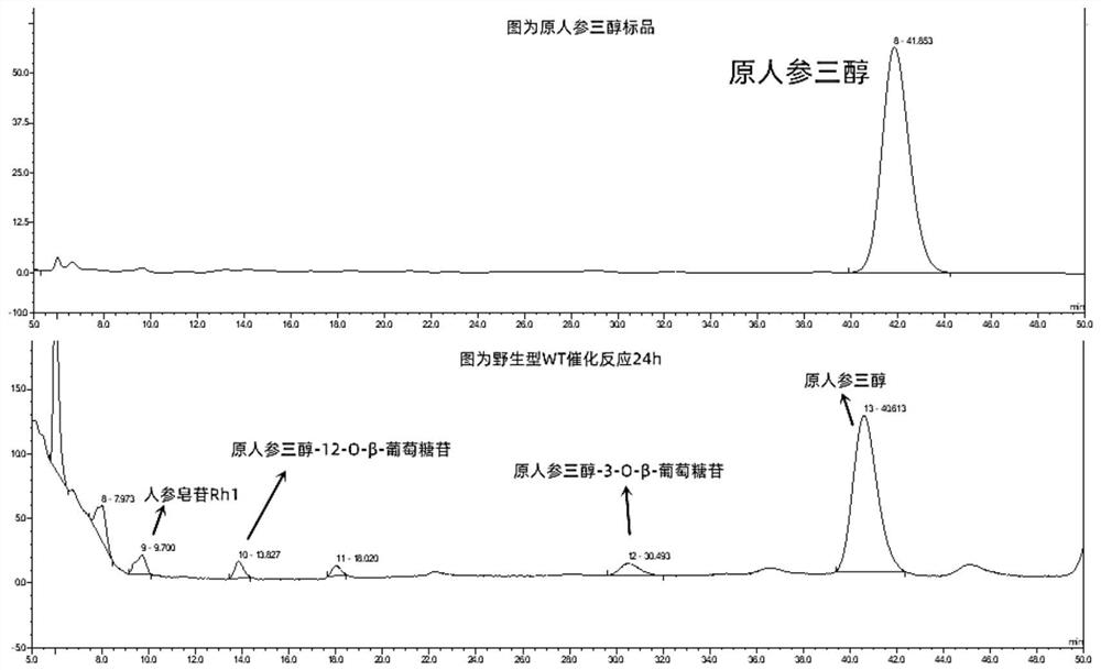 Application of glycosyl transferase mutant in directional synthesis of non-natural ginsenoside